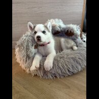 Siberian Husky