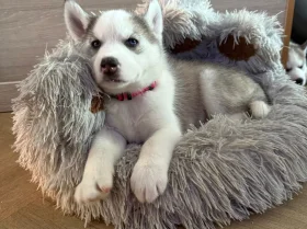 Siberian Husky
