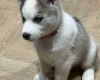 Siberian Husky