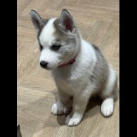 Siberian Husky