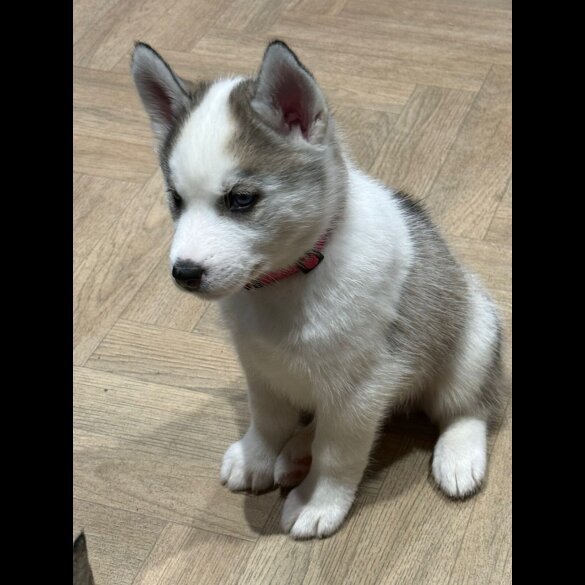 Siberian Husky