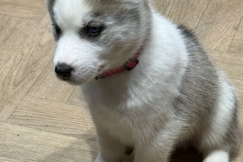 Siberian Husky