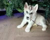 Siberian Husky