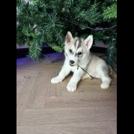 Siberian Husky