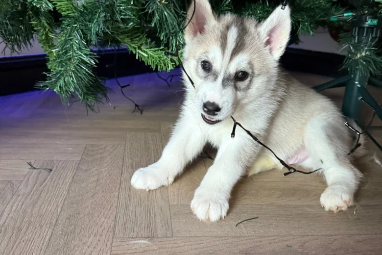 Siberian Husky