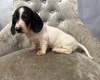 Dachshund (Smooth Haired)
