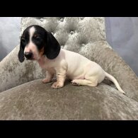 Dachshund (Smooth Haired)