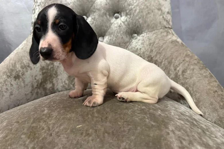 Dachshund (Smooth Haired)