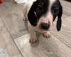 Dachshund (Smooth Haired)