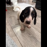 Dachshund (Smooth Haired)