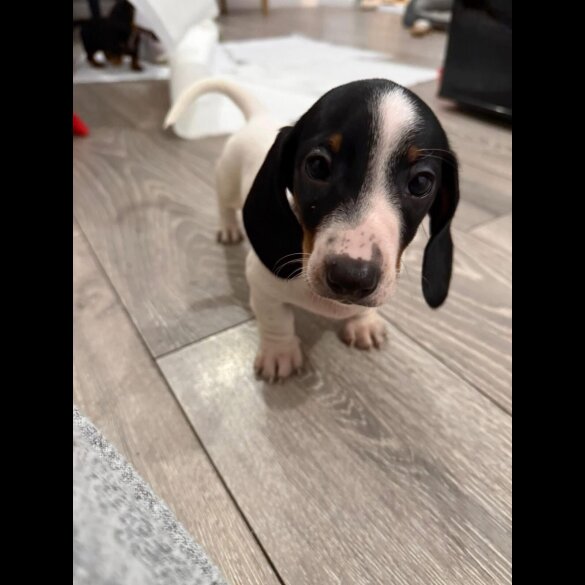 Dachshund (Smooth Haired)