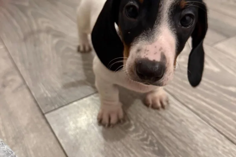 Dachshund (Smooth Haired)