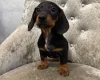 Dachshund (Smooth Haired)