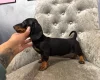 Dachshund (Smooth Haired)
