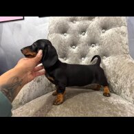 Dachshund (Smooth Haired)