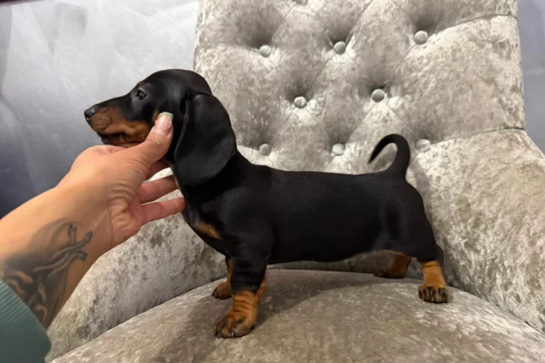 Dachshund (Smooth Haired)