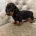 Dachshund (Smooth Haired)