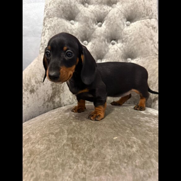 Dachshund (Smooth Haired)