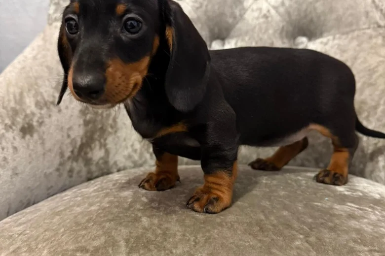 Dachshund (Smooth Haired)