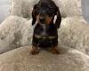 Dachshund (Smooth Haired)