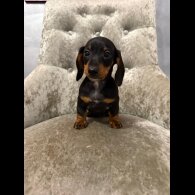 Dachshund (Smooth Haired)