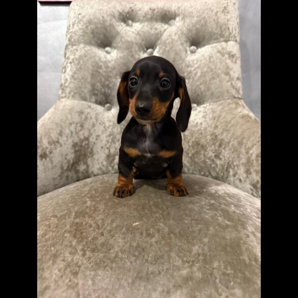 Dachshund (Smooth Haired)