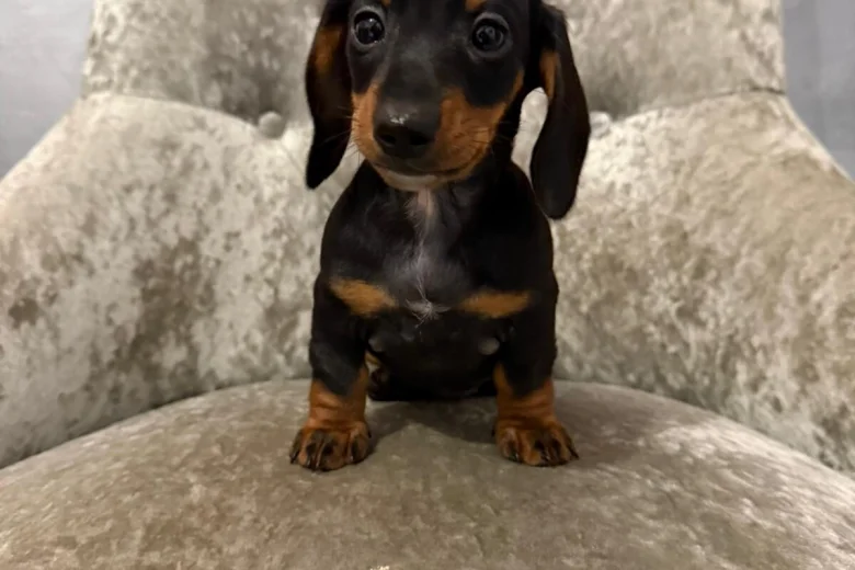 Dachshund (Smooth Haired)