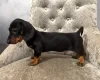 Dachshund (Smooth Haired)