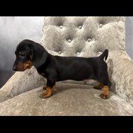 Dachshund (Smooth Haired)