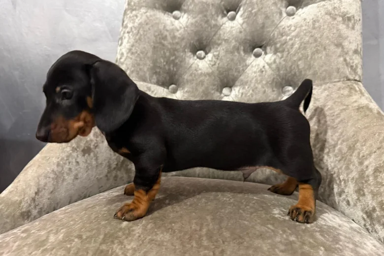 Dachshund (Smooth Haired)