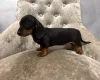 Dachshund (Smooth Haired)