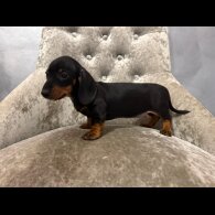 Dachshund (Smooth Haired)