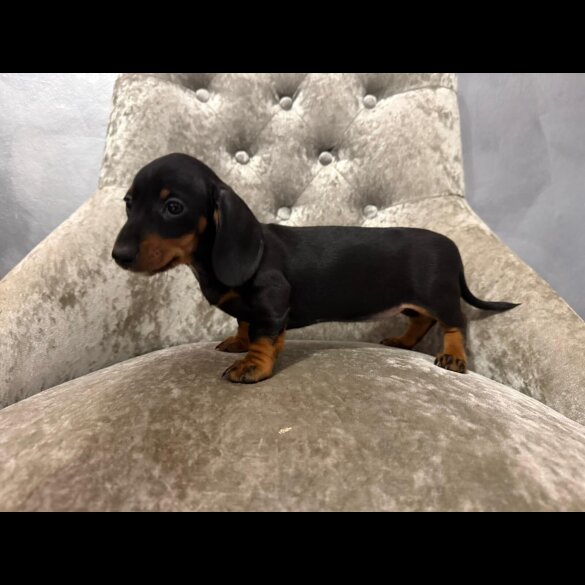 Dachshund (Smooth Haired)