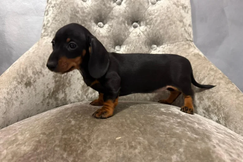 Dachshund (Smooth Haired)