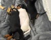 Dachshund (Smooth Haired)