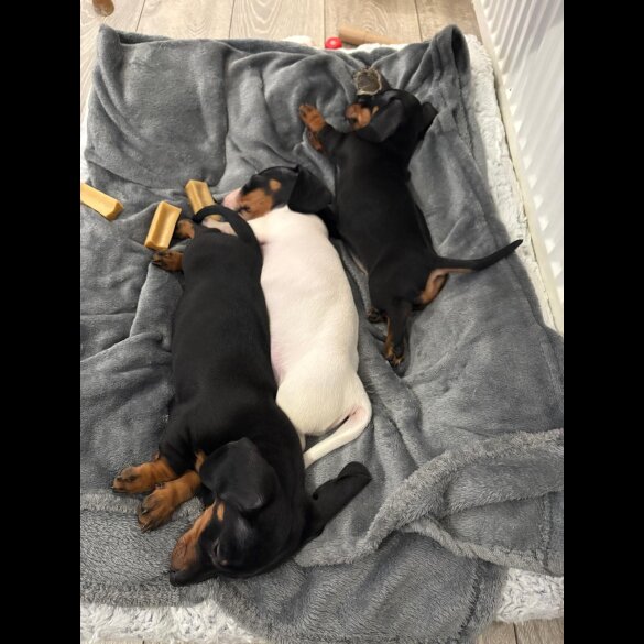 Dachshund (Smooth Haired)