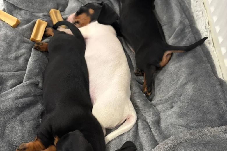 Dachshund (Smooth Haired)