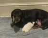 Dachshund (Smooth Haired)