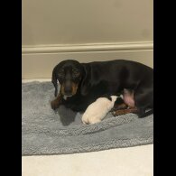 Dachshund (Smooth Haired)