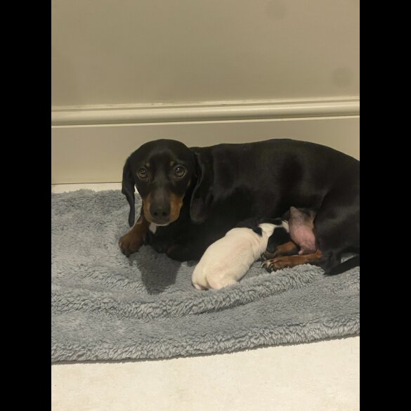 Dachshund (Smooth Haired)