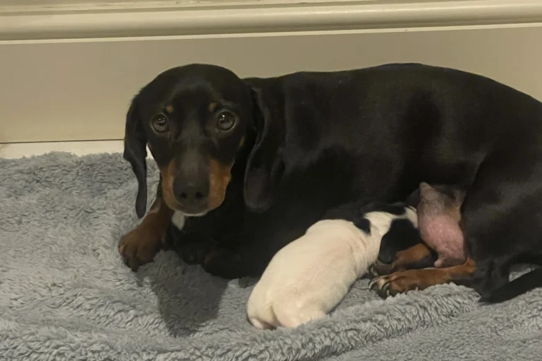 Dachshund (Smooth Haired)