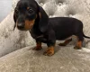 Dachshund (Smooth Haired)