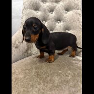 Dachshund (Smooth Haired)