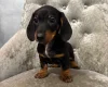 Dachshund (Smooth Haired)