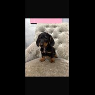 Dachshund (Smooth Haired)