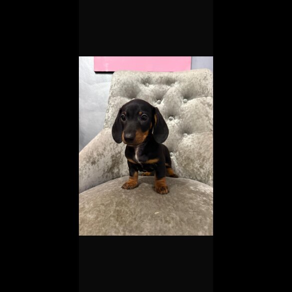 Dachshund (Smooth Haired)