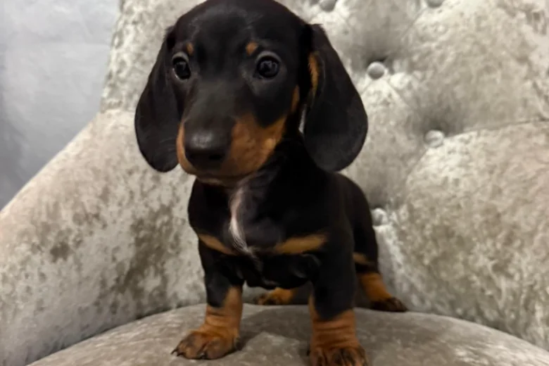 Dachshund (Smooth Haired)