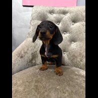 Dachshund (Smooth Haired)