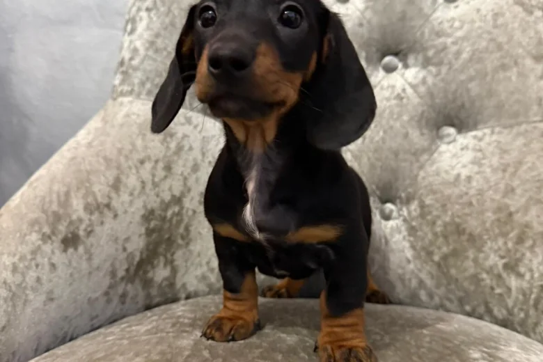 Dachshund (Smooth Haired)