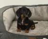 Dachshund (Smooth Haired)